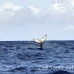 whale_humpback_h_00917_dom3083.jpg